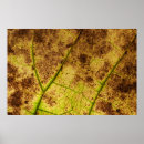 Suche nach trocken poster Blatt
