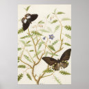 Suche nach exotische schmetterlinge poster Entomologie