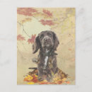 Suche nach schokolade cocker spaniel Haustier