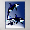 Suche nach killer whale poster Tiere