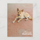 Suche nach dingo poster Australie