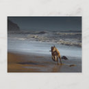 Suche nach whippet postkarten Hunde
