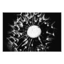 Suche nach taraxacum poster Unkraut