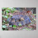 Suche nach coil poster Schlange