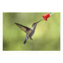 Suche nach rubin poster Weiblich