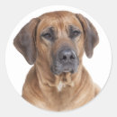 Suche nach rhodesian ridgeback aufkleber Welpe