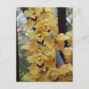 Suche nach orchideen foto postkarten Gelb