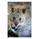 Suche nach quokka poster Tiere