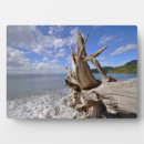 Suche nach küste fotoplatten Seashell