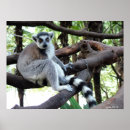 Suche nach langer schwanz poster Affe