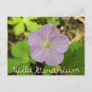 Suche nach geranium postkarten Blume