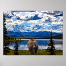 Suche nach grizzly poster Alaska