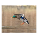 Suche nach enten im flug poster Natur