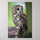 Suche nach tawny poster Vögel