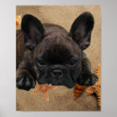 Suche nach seestern poster Strand