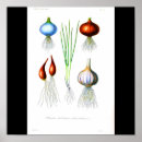 Suche nach wurzeln poster Vintag