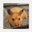 Suche nach hamster magnete Syrisch