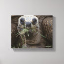 Suche nach schildkröte leinwandbilder Marinelife