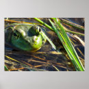 Suche nach frog poster Grün