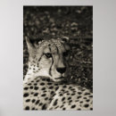 Suche nach geparden poster Natur