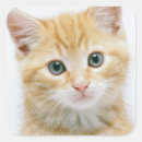 Suche nach tabby aufkleber Haustier