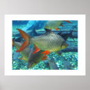 Suche nach perch poster Natur