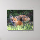 Suche nach niedlicher fuchs leinwandbilder Babyfox