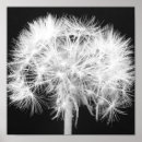 Suche nach dandelions poster Flowers