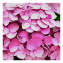 Suche nach hortensia poster Hydrangea