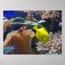 Suche nach nemo poster Fische