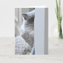 Suche nach ragdoll katze karten Haustier
