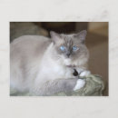 Suche nach ragdoll katzen postkarten Tier