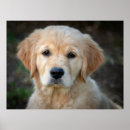 Suche nach hund und katze poster Hundeliebhaber
