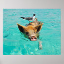 Suche nach schwein lustig poster Für kinder