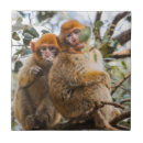 Suche nach affe an fliesen Niedlich