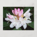 Suche nach rhododendron postkarten Blüte