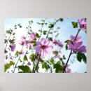 Suche nach malve poster Blumen