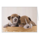 Suche nach basenji postkarten Niedlich