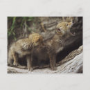 Suche nach kojoten postkarten Tier