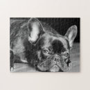 Suche nach bulldoggen puzzle Frenchie