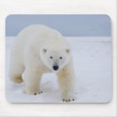 Suche nach ursus maritimus mousepads Bedroht