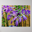 Suche nach hosta poster Blumen