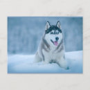 Suche nach malamute postkarten Tier