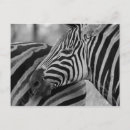 Suche nach und schwarzer zebra postkarten Zebras