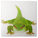 Suche nach madagaskar untersetzer Tier