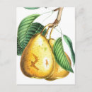 Suche nach obstbaum postkarten Vintag