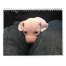Suche nach dackel kalender Niedlich