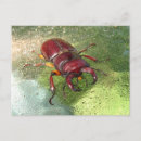 Suche nach beetles postkarten Natur