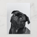 Suche nach schwarzer mops postkarten Hund