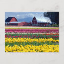 Suche nach tulpenfeld postkarten Blume